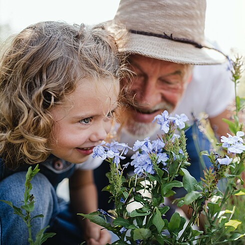 Kleines Mädchen und sein Opa knien im Garten am Boden, beide riechen an Blumen