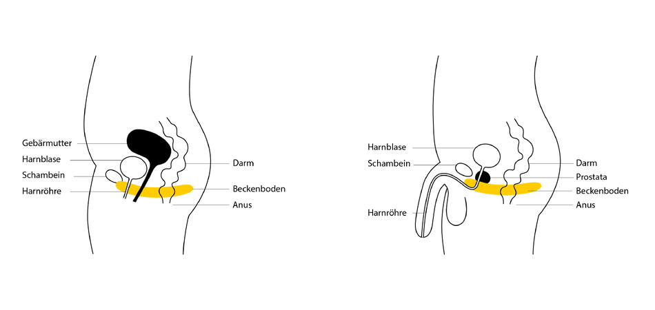 Illustration, die zeigt, wo bei Frau und Mann der Beckenboden liegt