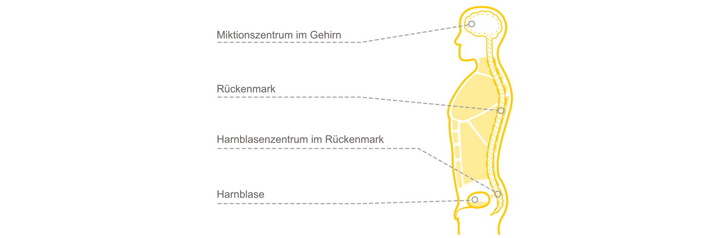 Illustration, vereinfachte Darstellung Funktionsweise Blase-Darm-Gehirn