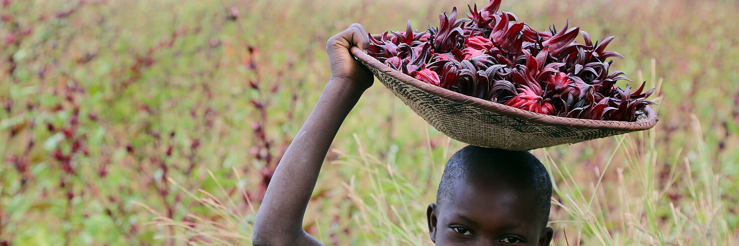 Food Security for Zimbabwe