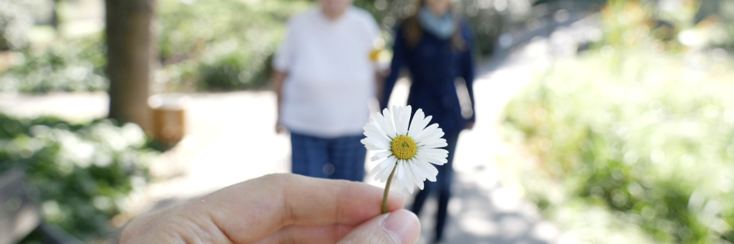 Gänseblümchen im Zentrum des Bildes mit Spaziergängern im Hintergrund