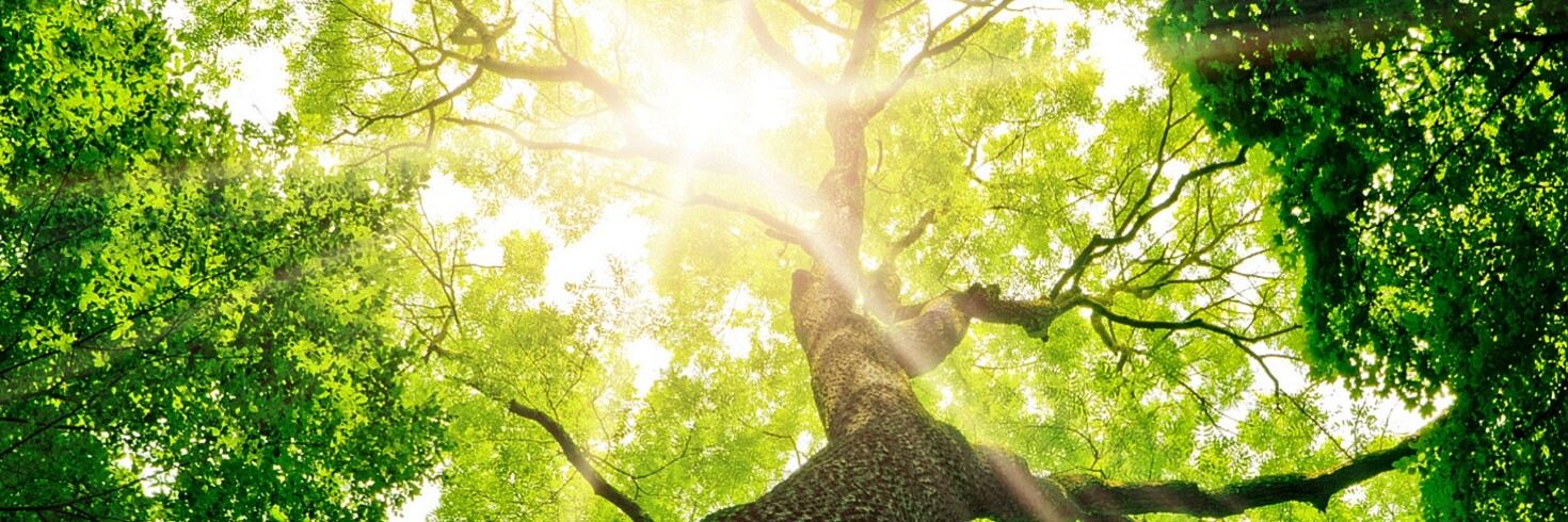 Sonne scheint durch einen Baumwipfel